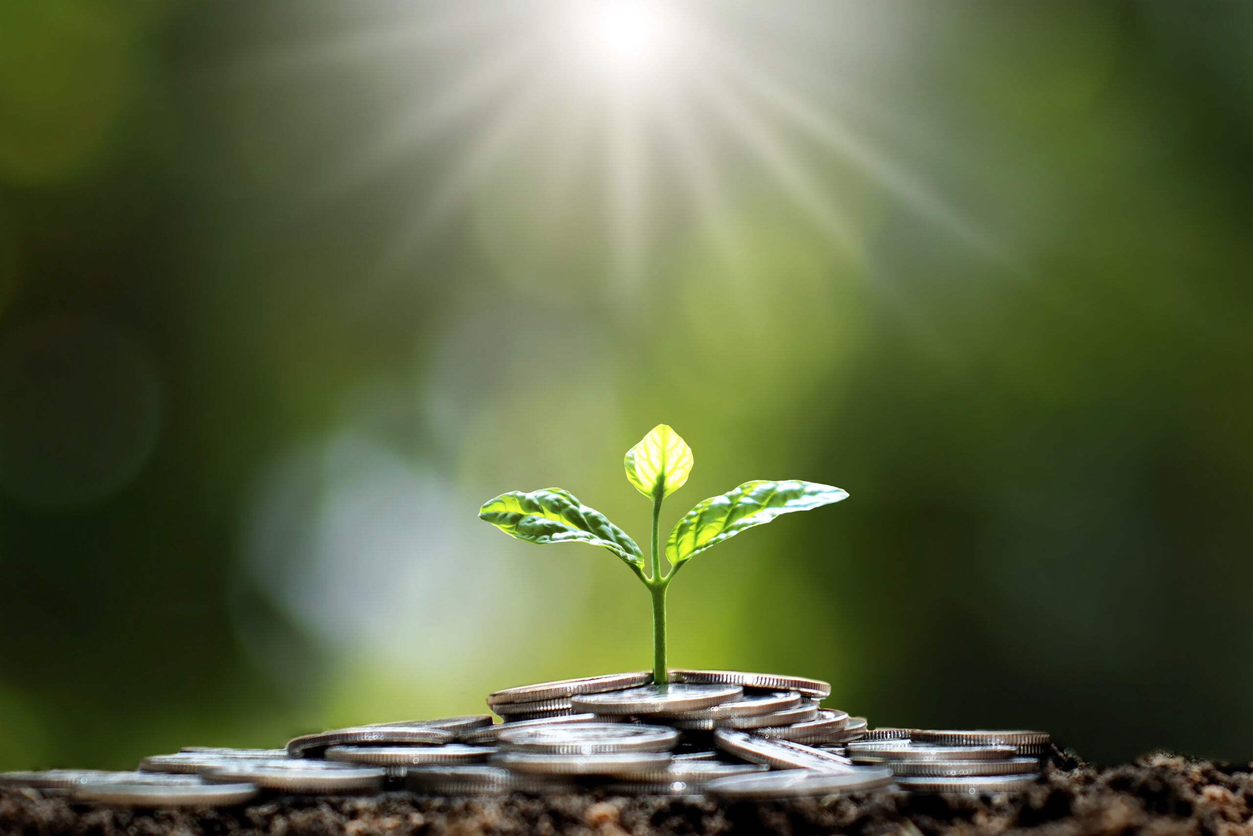 saplings on a pile of coins