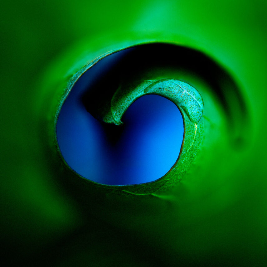 close-up of furling leaf