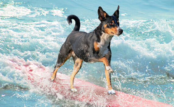 surfing dog