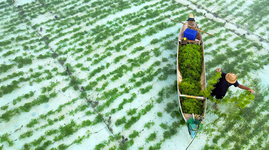 Kelp report cover image