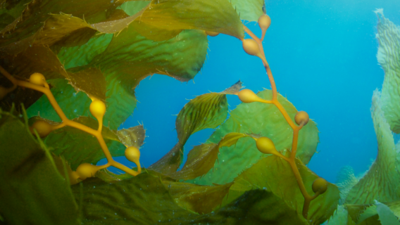 seaweed